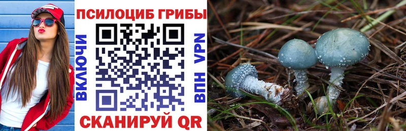 где можно купить   Сковородино  omg tor  Галлюциногенные грибы Psilocybe 